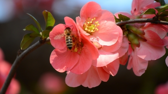 Bee on Pink Flower Japanese Quince 03