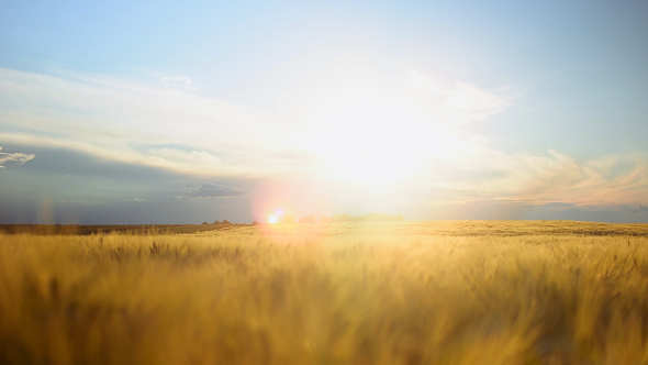 Sunset Field