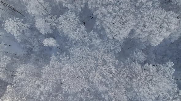Bird'seye Top Down View of Snow Covered Forest and Frosty Tree Tops alt