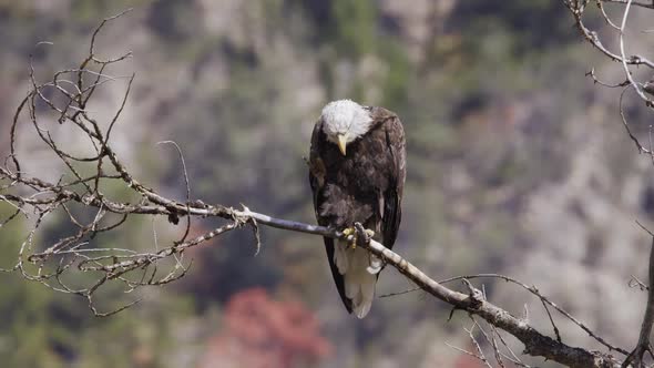 Bald Eagle scratching its head while sitting on a branch alt