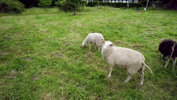 Aerial shot of black and white sheep on a green grass field. alt