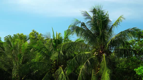 A person looks up at the tops of coconut trees.