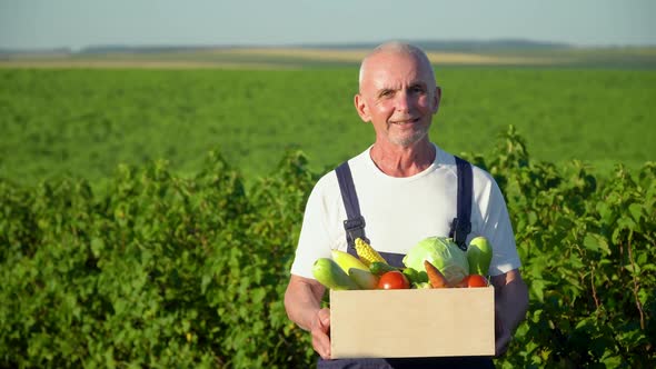 Senior Farmer with Organic Vegetables in Autumn Season. Fall Harvest Cornucopia Agriculture alt
