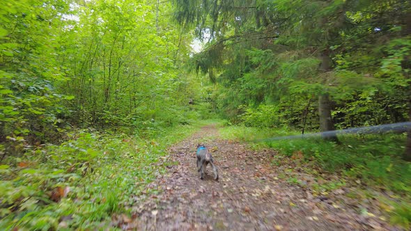 Playful miniature schnauzer running in the forest alt