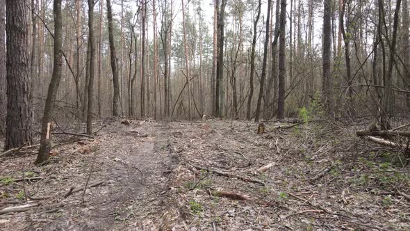 Aerial View of the Road Inside the Forest alt