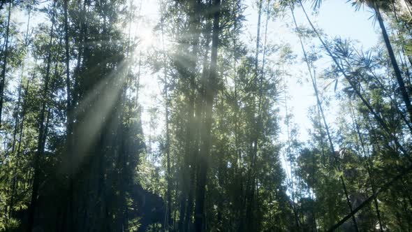 Windy Tranquil Arashiyama Bamboo Grove alt