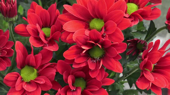 Flowers chrysanthemum in the garden