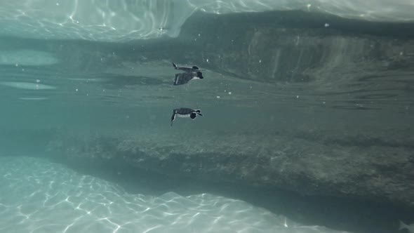 Exhausted baby turtle swimming slowly near the surface of the clear water. alt
