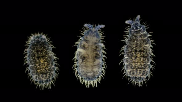 Insect Collembola Is a Subclass of Arthropoda Under a Microscope, Lives in Soil, Trees, Algae in a alt