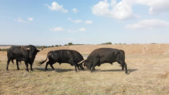 Footage of a couple of angry bulls fighting in the field alt