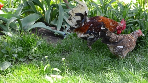 A Rooster and a Hen Peck Food 03