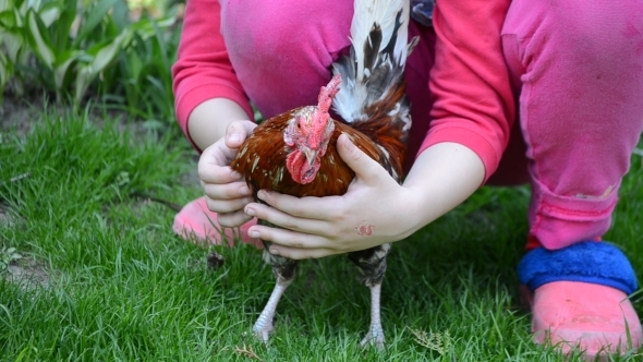 Little Girl Hold a Rooster in His Arms 02