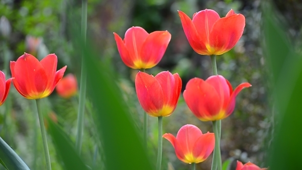 Red Tulips in the Morning Breeze 02