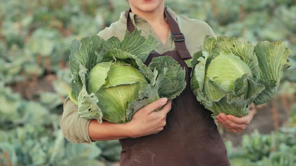 Harvesting Cabbage. Woman Holds Cabbage in His Hands alt