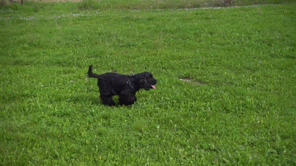 English Cocker Spaniel runs in the meadow