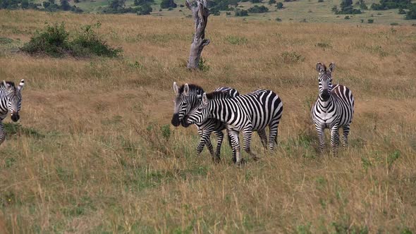 980426 Grant’s Zebra, equus burchelli boehmi, Herd through Savannah, Masai Mara Park in Kenya, slow alt