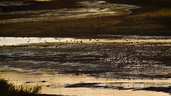 Red-billed Quelea  in Kruger National park, South Africa alt