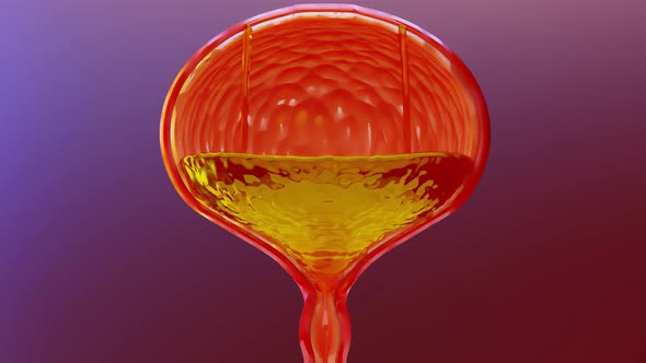 urinary system, bladder with urine, 3d render alt