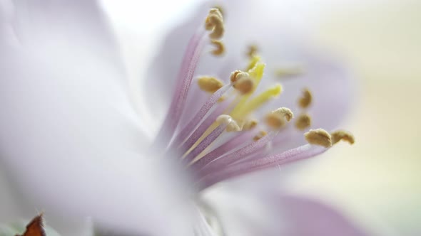 Quince Flower Pestle in Blooming Bud Round Panning alt