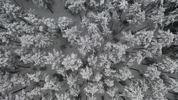 AERIAL: Slowly Flying Over Icy and Snowy Pine Forest in Winter