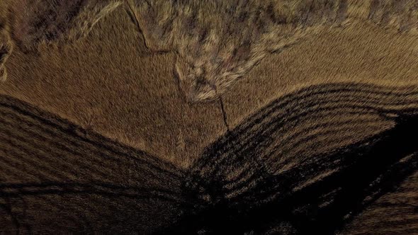 Aerial view of the lake overgrown with brown reeds, lake Pape nature park, Rucava, Latvia, sunny spr alt