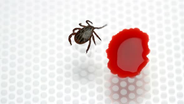 Experiment, Whether the Mite Will Drink Blood Without Sucking To the Owner, Close-up alt