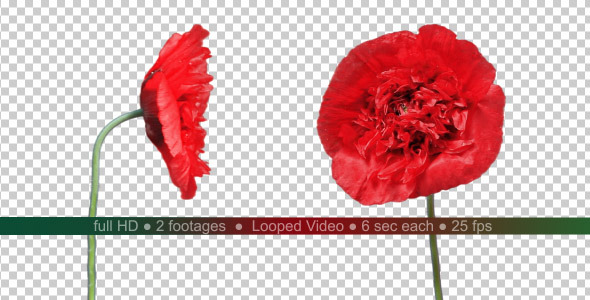 Isolated Poppy Flowers with Alpha Channel