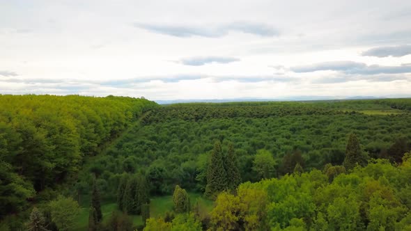 Aerial View Over Green Trees Forest on Daytime in Spring in Western Ukraine