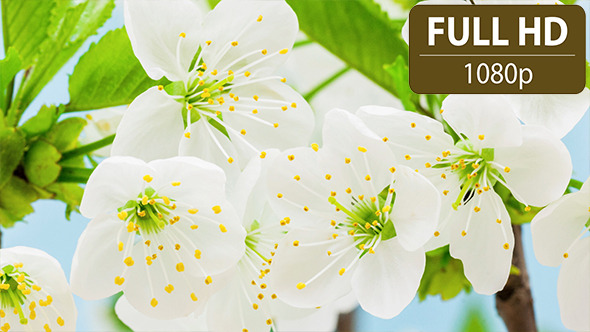 Thornapple Flower alt