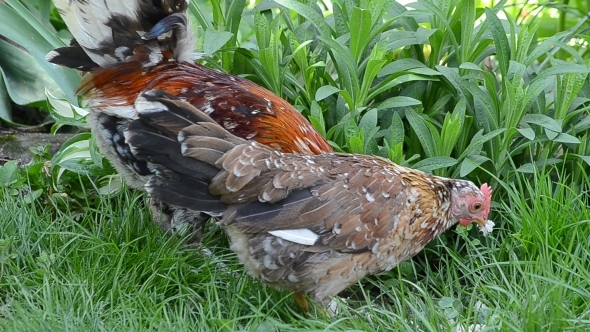 A Rooster and a Hen Peck Food 05