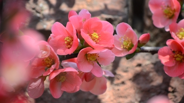 Pink Flowers of Japanese Quince 02