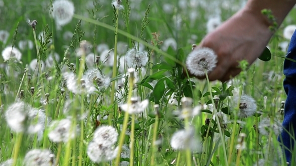 Chain of Dandelions 02