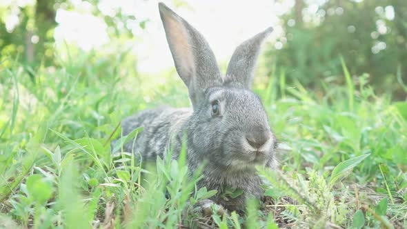 Cute Fluffy Gray Rabbit with Big Ears Mustache Green Grass alt