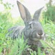 Cute Fluffy Gray Rabbit with Big Ears Mustache Green Grass - VideoHive Item for Sale