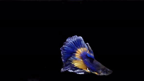 Blue and yellow color Siamese fighting fish