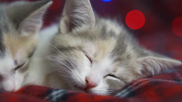Sleepy Muzzle of a Cute Kitten Close Up