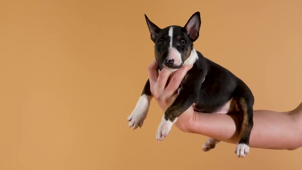 Female Hand Holds a Bull Terrier Puppy on a Yellow Studio Background alt