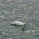 White Swan Swimming in Silvery Waters - VideoHive Item for Sale