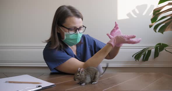Rodent Chilean Degu Squirrel Examined By Doctor Veterinarian alt