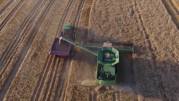 Combine Harvest Wheat