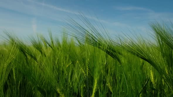 Green Ripe Wheat Field