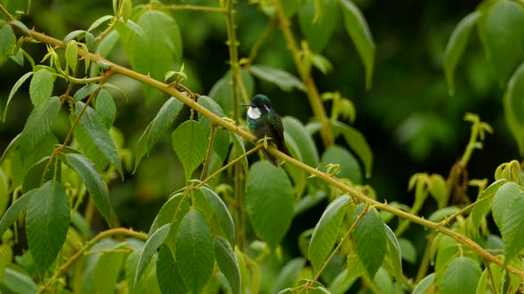 Exotic bird sitting on a branch in a tropical rainforest. Isolated view of a Green Thorntail in Cost alt