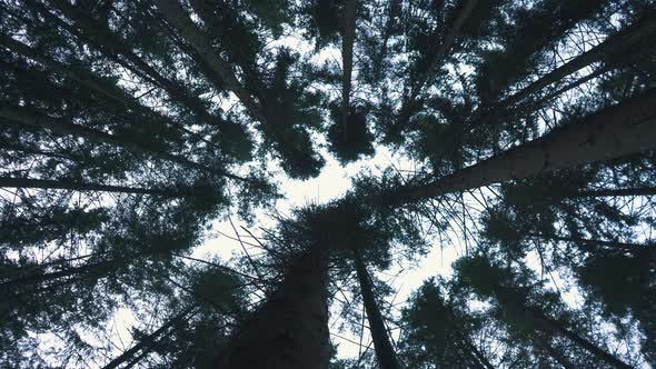 Pine Trees Blowing in the Wind , Bottom View alt