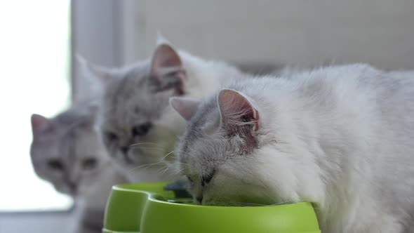 Cute Persian Cats Drinking Water From Cat Fountain alt