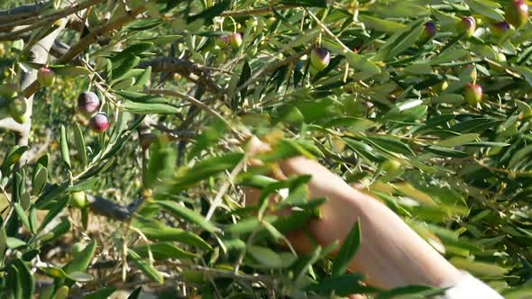 Woman Harvesting Olives On Plantation Close Up