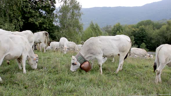 Grazing cows eating the grass. Herd of cows farming in the ranch. Farm in the rural meadow field, ag alt
