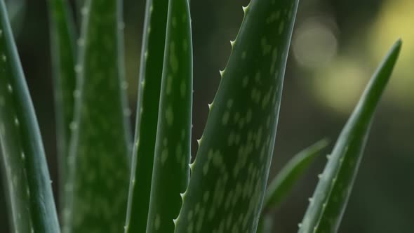 Healthy Aloe 08 alt
