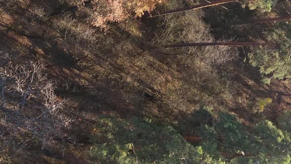 Vertical Video of Forest Landscape in Autumn Slow Motion alt