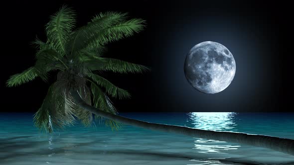Beautiful tropical landscape at night palm tree