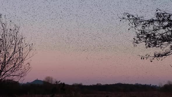 A starling murmuration with black clouds and patterns, pink sunset, and St Michael's the Tor in Glas alt